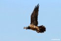 Lammegeier.201012jan_2283