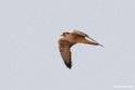 Lanner.201015jan_2561