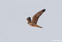 Lanner.201015jan_2562