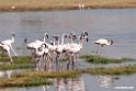 Lesser Flamingo.201015jan_2676