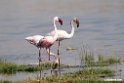 Lesser Flamingo.201015jan_2679