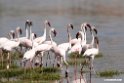 Lesser Flamingo.201015jan_2685