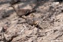 Lichtensteins Sandgrouse.201015jan_2613