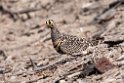 Lichtensteins Sandgrouse.201015jan_2617