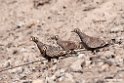 Lichtensteins Sandgrouse.201015jan_2628