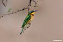 Little Bee-eater.201026jan_5128