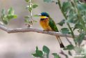 Little Beeater.201017jan_2832