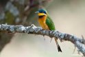 Little Beeeater.201017jan_2886