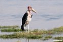 Marabou Stork.201015jan_2661