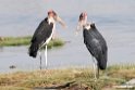 Marabou Stork.201015jan_2675