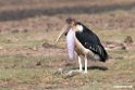 Marabou Stork.201015jan_2692