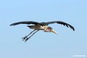 Marabou Stork.201015jan_2709