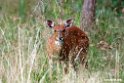 Meneliks bushbuck .201018jan_3089