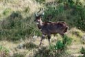 Mountain Nyala.201018jan_3032