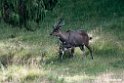 Mountain Nyala.201018jan_3077