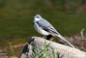 Mountain Wagtail.201025jan_4319