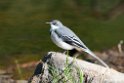 Mountain Wagtail.201025jan_4320