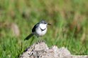 Mountain Wagtail.201025jan_4351