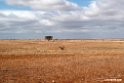 Negela area.201021jan_3316