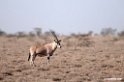 Oryx.201014jan_2369