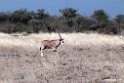 Oryx.201014jan_2384