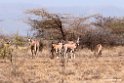 Oryx.201014jan_2411