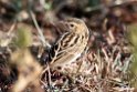 Pectoral-patch Cisticola.201021jan_3122