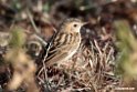 Pectoral-patch Cisticola.201021jan_3128