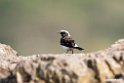 Pied Wheatear.201017jan_2993