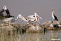 Pink-backed Pelican.201017jan_2952