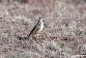 Plain.backed Pipit
