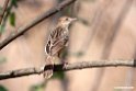 Rattling Cisticola.201017jan_2827