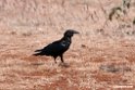 Raven.201021jan_3191