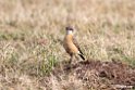 Red-breasted Wheatear.201010jan_1176