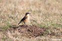 Red-breasted Wheatear.201010jan_1180