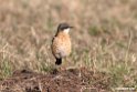 Red-breasted Wheatear.201010jan_1188