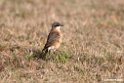 Red-breasted Wheatear.201010jan_1189