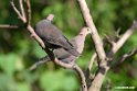 Red-eye Dove.201025jan_4357