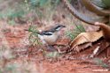 Red-naped Bush-shrike.201023jan_3533