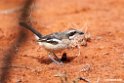 Red-naped Bush-shrike.201023jan_3772