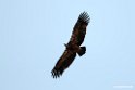 Ruppels Vulture.201010jan_1380