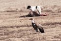Ruppels Vulture.201011jan_1658