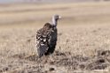 Ruppels Vulture.201011jan_1663