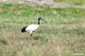 Sacred Ibis.201010jan_1241