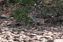 Salts Dik Dik.201015jan_2568