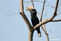Silvery-cheeked Hornbil.201025jan_4214