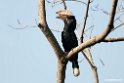 Silvery-cheeked Hornbil.201025jan_4219