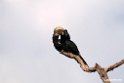 Silvery-cheeked Hornbill.201017jan_2753