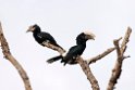Silvery-cheeked Hornbill.201017jan_2759