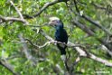 Silvery-cheeked Hornbill.201017jan_2775